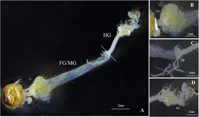 Gut Structure and Microbial Communities in Sirex noctilio (Hymenoptera: Siricidae) and Their Predicted Contribution to Larval Nutrition